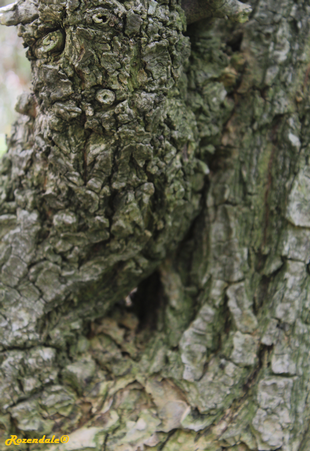 Stem Photo