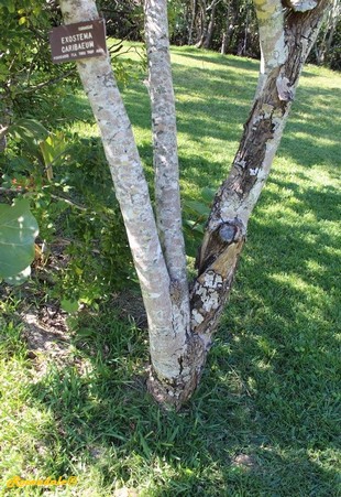 Stem Photo