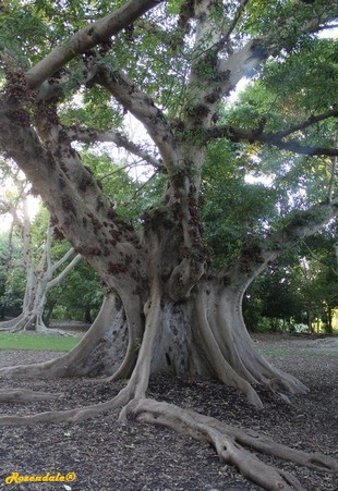 Stem Photo