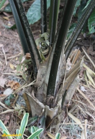 Stem Photo