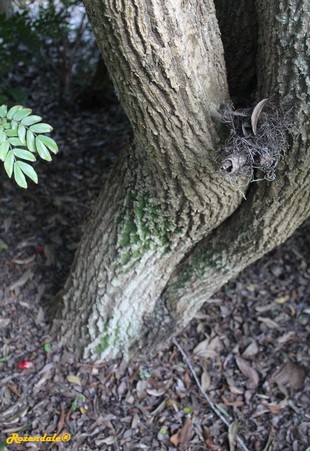 Stem Photo