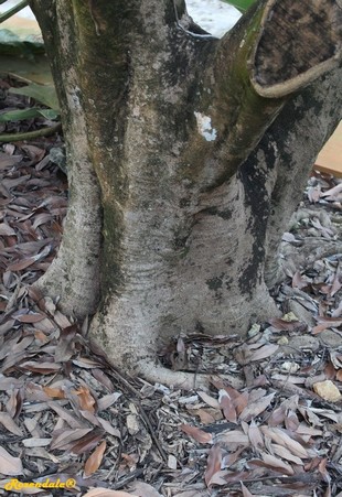 Stem Photo