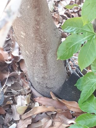 Stem Photo