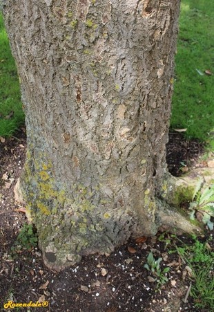 Stem Photo