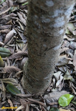 Stem Photo