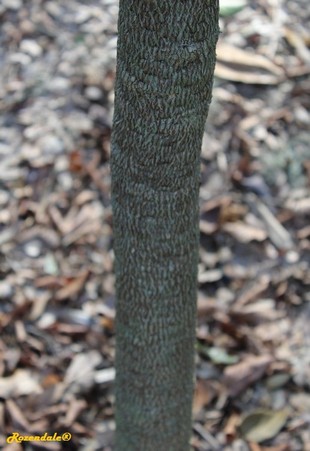 Stem Photo