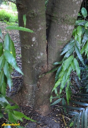 Stem Photo
