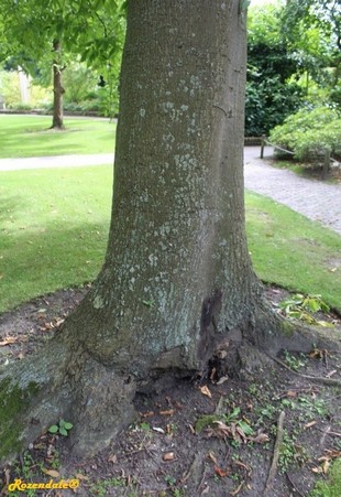 Stem Photo