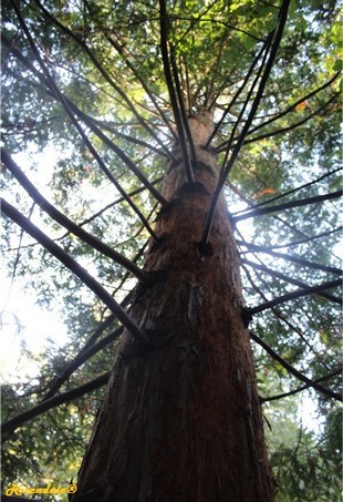 Stem Photo