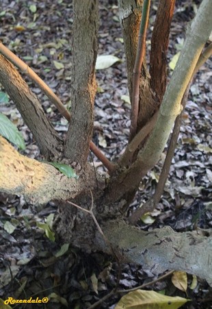 Stem Photo
