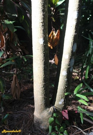 Stem Photo