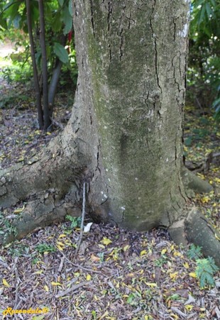 Stem Photo