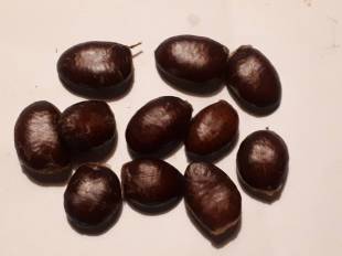 Seeds Photo
