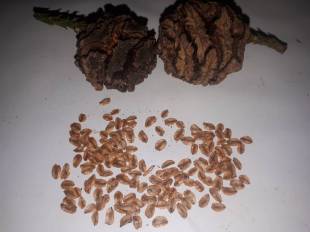 Seeds Photo