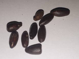 Seeds Photo