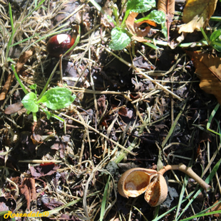 Seeds Photo