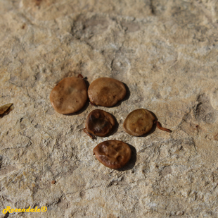 Seeds Photo
