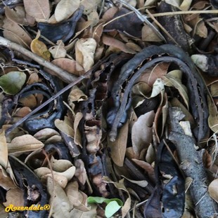 Seeds Photo