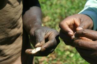 Seeds Photo
