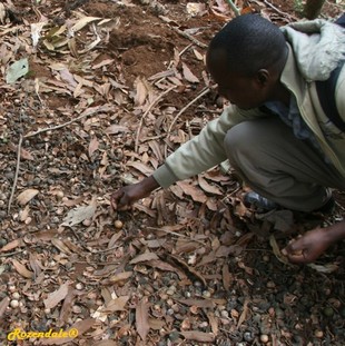 Seeds Photo