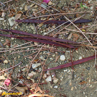 Seeds Photo