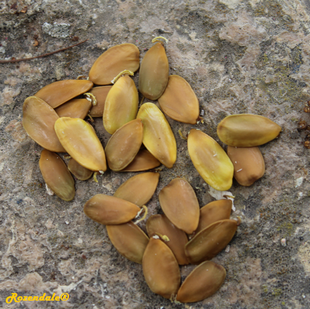 Seeds Photo