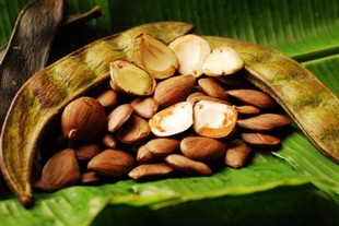 Seeds Photo