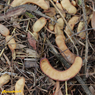 Seeds Photo