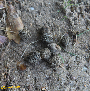 Seeds Photo