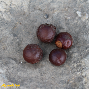 Seeds Photo