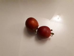 Crops Photo