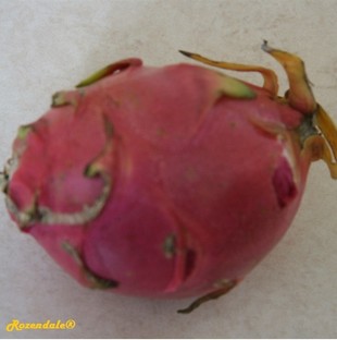 Crops Photo